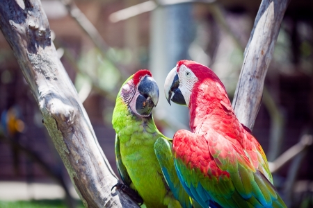 macaw  parrot sitting on branch 