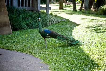 peacock in Bali, Indonesiaの写真素材
