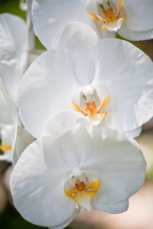 flowers of orchidの写真素材