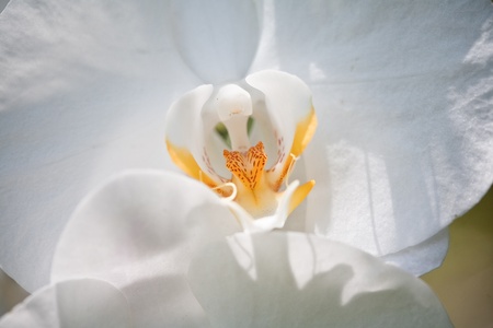 flowers of orchidの写真素材