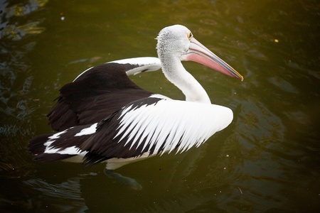 Pelican on lakeの写真素材