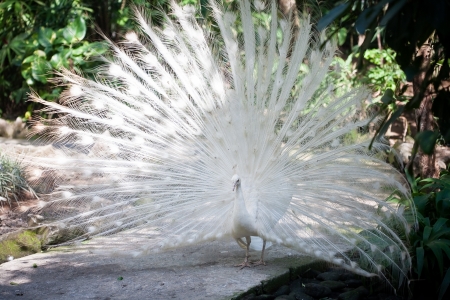 White albino peacock in Bali, Indonesiaの写真素材