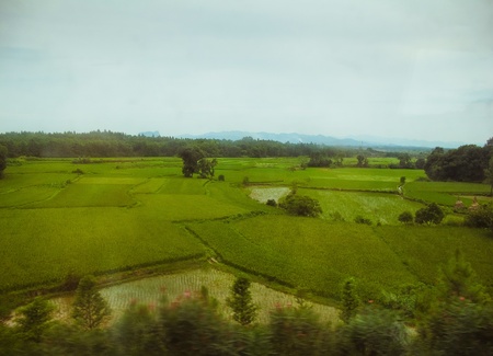 Rice Fields, China 