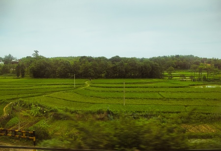 Rice Fields, Chinaの写真素材