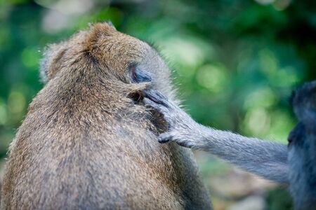 monkey  in Ubud monkey forest, Bali, Indonesia の写真素材