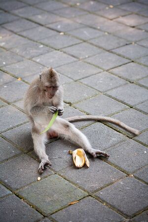 monkey  in Ubud monkey forest, Bali, Indonesia 