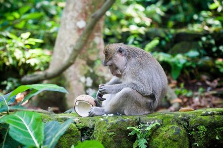 monkey  in Ubud monkey forest, Bali, Indonesia の写真素材