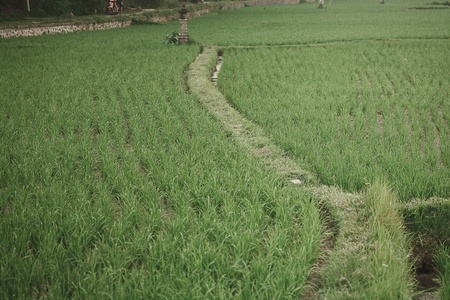 Rice Fields, Bali, Indonesia