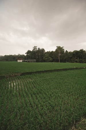 Rice Fields, Bali, Indonesiaの写真素材