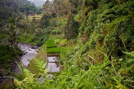 Rice Fields, Bali, Indonesiaの写真素材