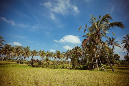 Rice Fields, Bali, Indonesiaの写真素材