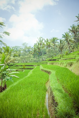 Rice Fields, Bali, Indonesiaの写真素材