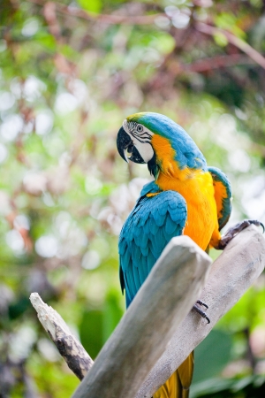 macaw parrot sitting on branch の写真素材