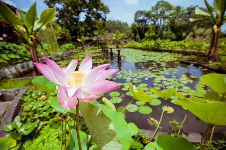Pink Lotus on the pondの写真素材