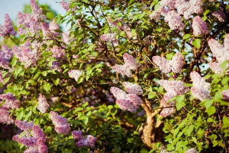 Branch of lilac on a natural background の写真素材