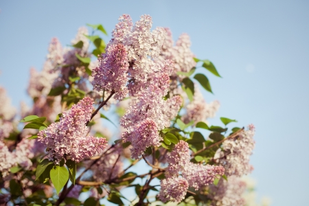 Branch of lilac on a natural background の写真素材