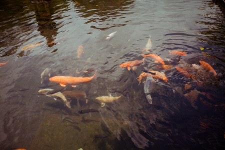 Colorful brocaded carps