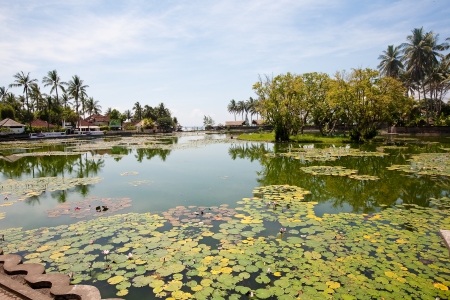 Lotus on the pondの写真素材