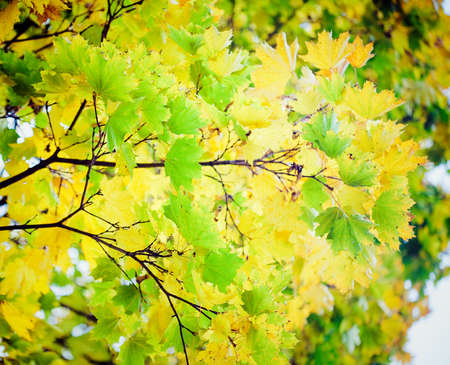 Autumn leaves on the tree  with sunlightの写真素材