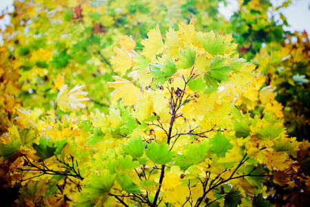 Autumn leaves on the tree  with sunlight