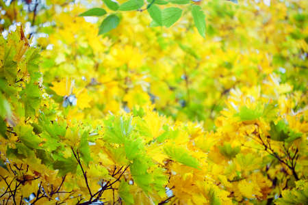 Autumn leaves on the tree  with sunlight