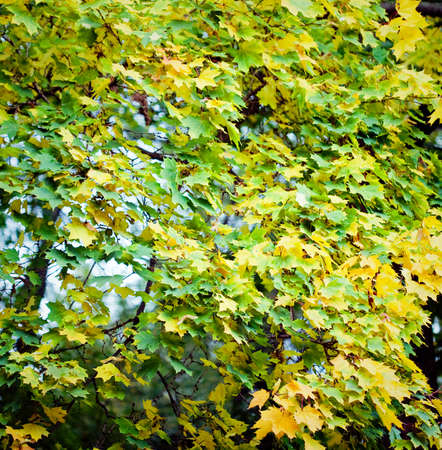 Autumn leaves on the tree  with sunlight