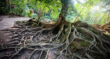 Tree roots on the ground in Bali islandの写真素材