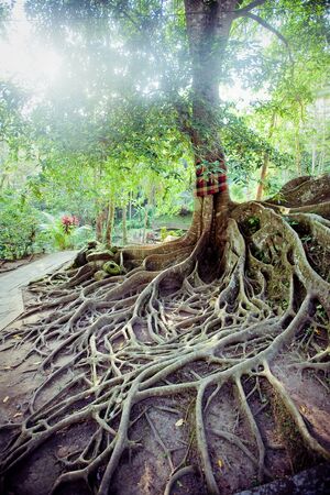 Tree roots on the ground in Bali island