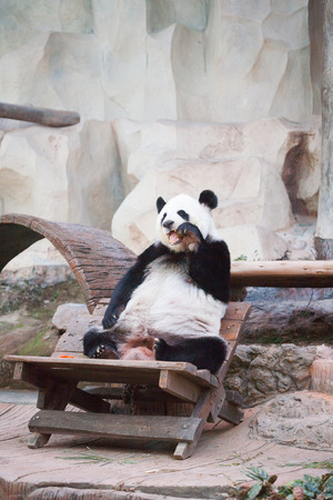 Image  of panda bear in zoo の写真素材