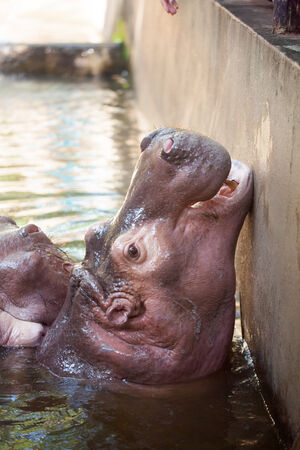 Hippopotamus looking for a meal in a riverの写真素材