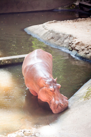 Hippopotamus on the shore of the  Riverの写真素材