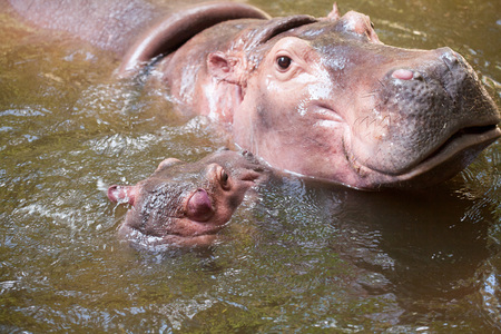 Baby hippo (Hippopotamus amphibius) and the mother in a poolの写真素材