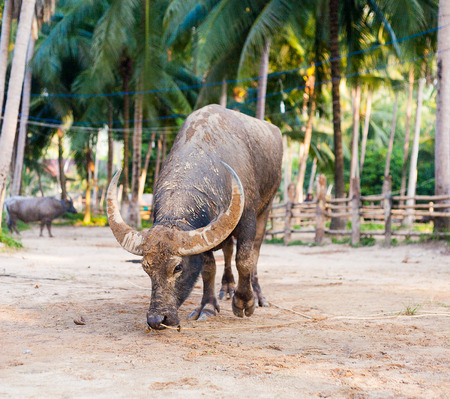 water buffalo on the sunset in Thailandの写真素材