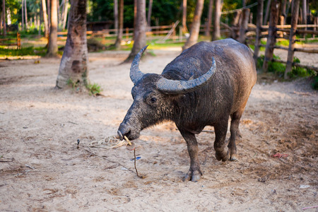 water buffalo on the sunset in Thailand