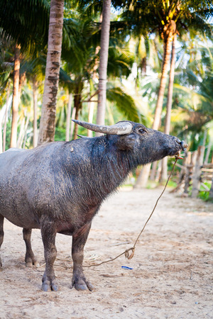 water buffalo on the sunset in Thailandの写真素材