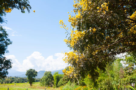 Beautiful summer landscape in Thailand