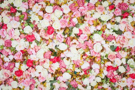 Pattern of fresh colorful rosesの写真素材