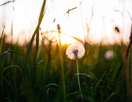 Dandelions in meadow at sunset.の写真素材