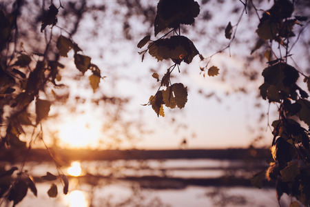 A set of fresh birch leaves in the sunset with a beautiful blurry background. Image has a vintage effect.の写真素材