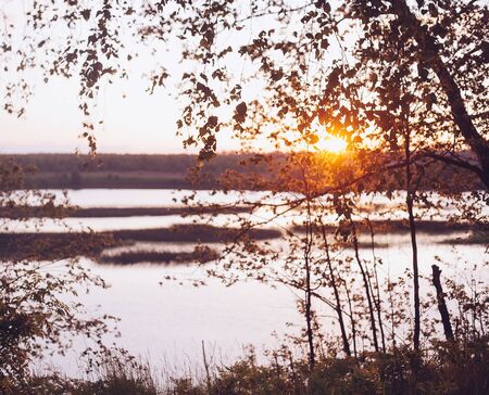 A set of fresh birch leaves in the sunset with a beautiful blurry background. Image has a vintage effect.の写真素材