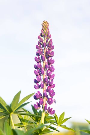 Wild-growing flowers of a lupine in the field in the sunset sunの写真素材