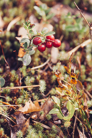 Cowberry. Bushes of ripe forest berries. Selective focus, vintage colours