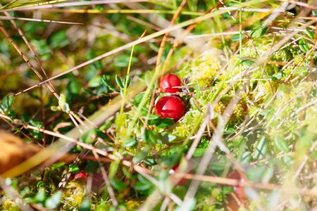 Cranberries red berries on nature background in forest. Selective focus