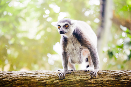 Ring-tailed lemur (Lemur catta) in natureの写真素材