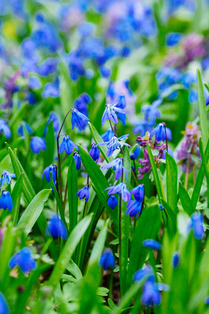 Field of blue (Scilla sibirica) spring flowers. Macro photoの写真素材