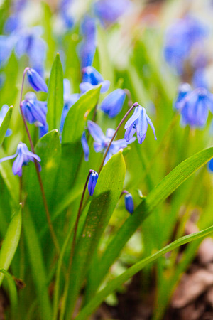 Field of blue (Scilla sibirica) spring flowers. Macro photo