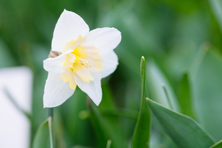 Lovely field with bright yellow and  white daffodils (Narcissus). Shallow dof and natural light.の写真素材