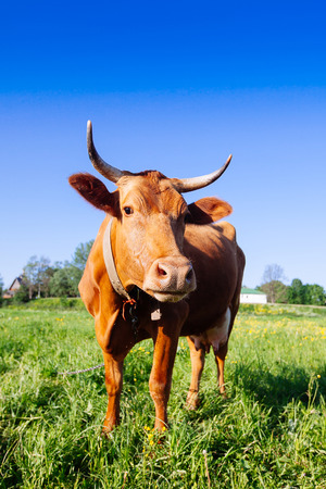 Curious brown cow on the meadow in summer sunsetの写真素材