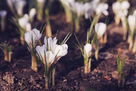 Beautiful spring white crocus in gardenの写真素材
