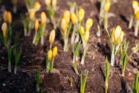 Beautiful spring yellow crocus in gardenの写真素材